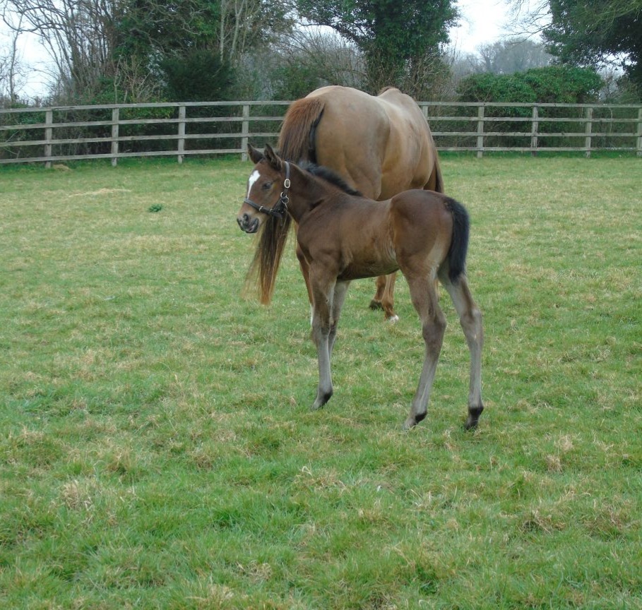 2025 colt by Blue Point